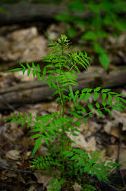 Attēlu rezultāti vaicājumam “Cardamine impatiens fruit”