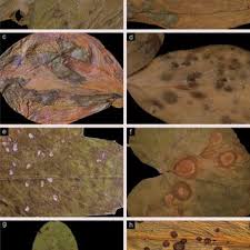 Attēlu rezultāti vaicājumam “Rorippa amphibia leaf”