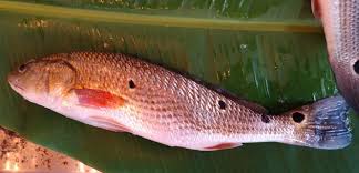 Image result for Sciaenops ocellatus