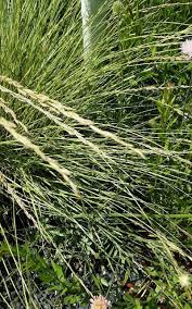 Attēlu rezultāti vaicājumam “Nardus stricta flower”