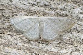 Attēlu rezultāti vaicājumam “Idaea sylvestraria”