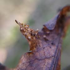 Attēlu rezultāti vaicājumam “Craterium minutum stalked”