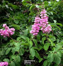 Attēlu rezultāti vaicājumam “Lythraceae”