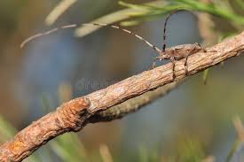 Attēlu rezultāti vaicājumam “Acanthocinus aedilis”