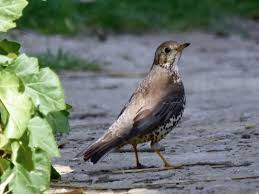 Attēlu rezultāti vaicājumam “Turdus viscivorus juvenile”