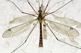 Attēlu rezultāti vaicājumam “Tipulidae”