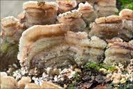 Attēlu rezultāti vaicājumam “Steccherinum bourdotii”