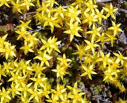 Attēlu rezultāti vaicājumam “Sedum sexangulare flower”