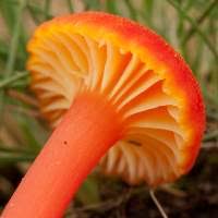 Attēlu rezultāti vaicājumam “Hygrocybe cantharellus”