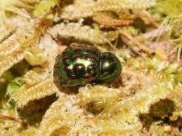 Attēlu rezultāti vaicājumam “Byrrhidae”