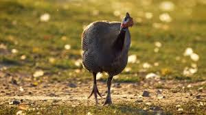 Attēlu rezultāti vaicājumam “Numida meleagris”