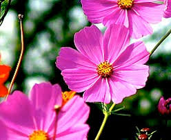 Image result for Cosmos bipinnatus