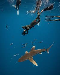 Image result for Deep and Wide Diving