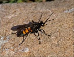 Attēlu rezultāti vaicājumam “Anoplius viaticus”