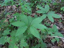 Attēlu rezultāti vaicājumam “Craterium aureum stalked”