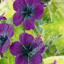 Image result for Geranium `Sandrine`