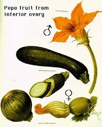 Attēlu rezultāti vaicājumam “Cucurbita pepo fruit”