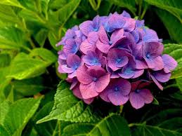 Attēlu rezultāti vaicājumam “Hydrangea”