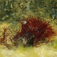 Attēlu rezultāti vaicājumam “Furcellaria lumbricalis”