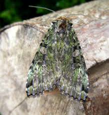 Attēlu rezultāti vaicājumam “Anaplectoides prasina”