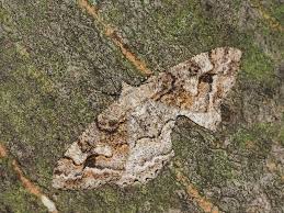 Image result for przyk adnica