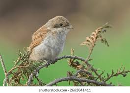 Attēlu rezultāti vaicājumam “Lanius collurio juvenile”