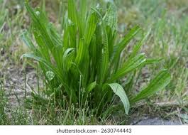 Attēlu rezultāti vaicājumam “Plantago media bud”