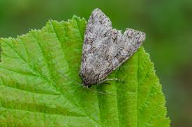 Attēlu rezultāti vaicājumam “Polia nebulosa”