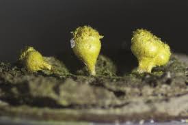 Attēlu rezultāti vaicājumam “Trichia decipiens”