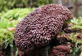 Attēlu rezultāti vaicājumam “Lycogala cf. fossiculatum”