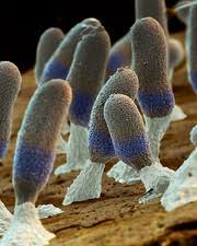 Attēlu rezultāti vaicājumam “Diachea leucopodia spores”