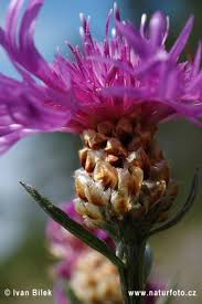 Attēlu rezultāti vaicājumam “Centaurea jacea bud”