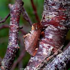 Attēlu rezultāti vaicājumam “Odontosia carmelita”
