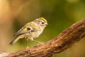 Attēlu rezultāti vaicājumam “Regulus regulus”