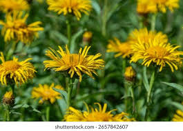 Attēlu rezultāti vaicājumam “Inula salicina leaf”