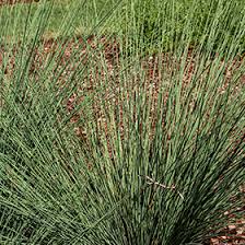 Attēlu rezultāti vaicājumam “Juncus inflexus”