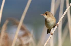 Image result for Acrocephalus aedon