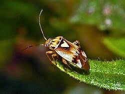 Attēlu rezultāti vaicājumam “Lygus pratensis imago”