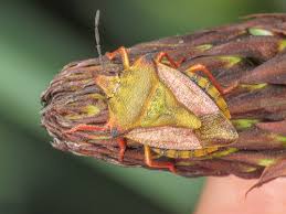 Attēlu rezultāti vaicājumam “Carpocoris sp.”