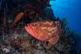 Image result for Epinephelus striatus