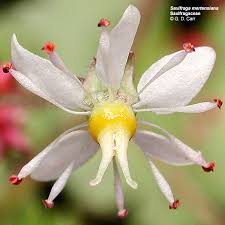 Attēlu rezultāti vaicājumam “Saxifragaceae”