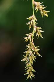 Attēlu rezultāti vaicājumam “Carex elongata”