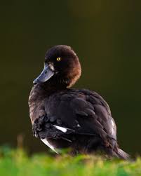 Image result for Aythya fuligula