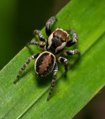 Attēlu rezultāti vaicājumam “Evarcha falcata male”