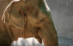 Image result for sad elephant