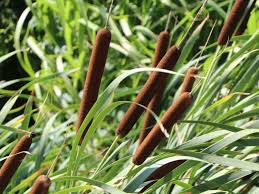 Image result for Rohrkolben