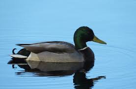 Attēlu rezultāti vaicājumam “Anas platyrhynchos eggs”