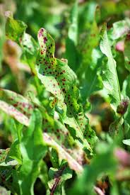 Attēlu rezultāti vaicājumam “Rumex hydrolapathum fruit”
