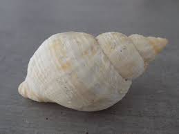 Image result for Buccinum undatum