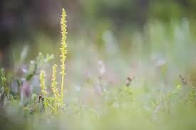 Attēlu rezultāti vaicājumam “Herminium monorchis”